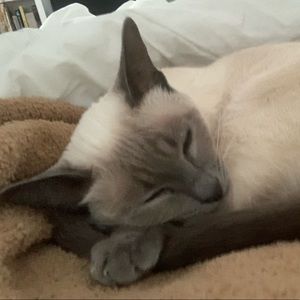 Meet your Posher, Priscilla